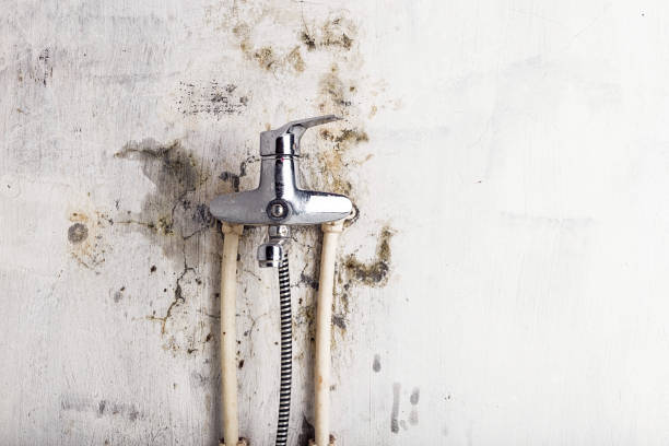 Best DIY Mold Remediation Support Services in Haskell, TX