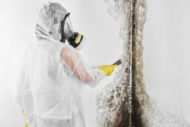 Best Post-Flood Mold Remediation in Haskell, TX