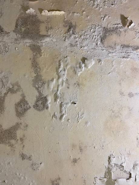 Best Industrial Mold Remediation in Haskell, TX