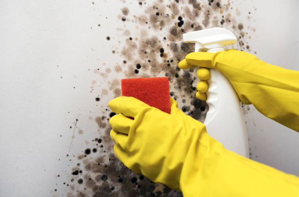 Best Emergency Mold Remediation in Haskell, TX