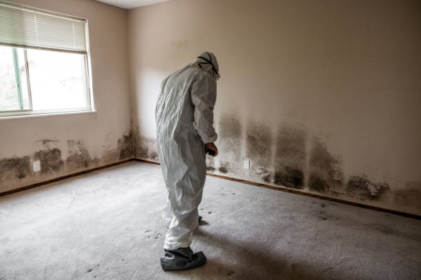 Best Black Mold Remediation in Haskell, TX