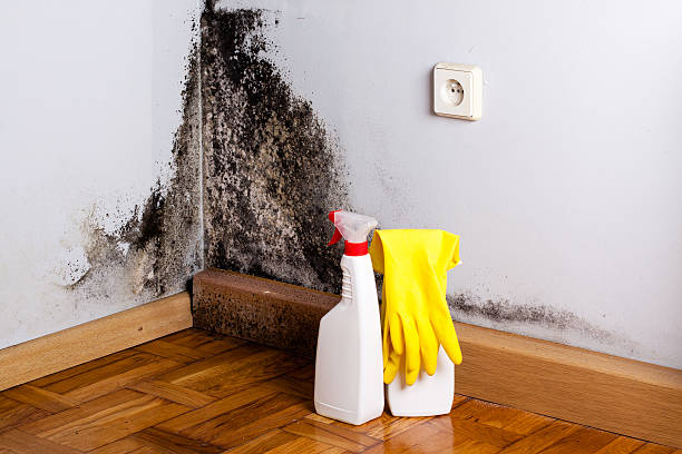 Best Residential Mold Remediation in Haskell, TX
