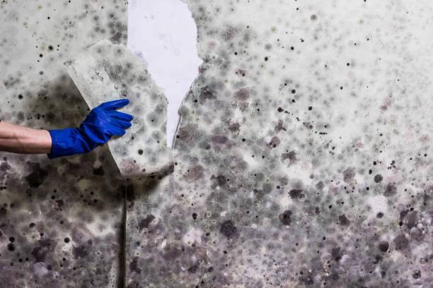 Best Kitchen Mold Remediation in Haskell, TX